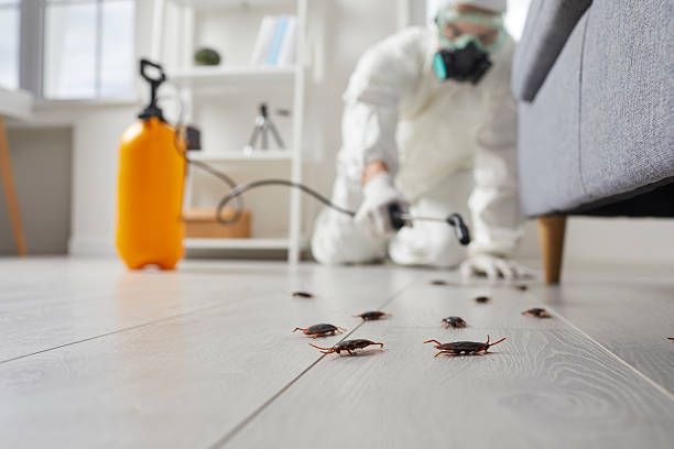 Trusted Termite Control service in Garden City, ID - Nex Pest Control